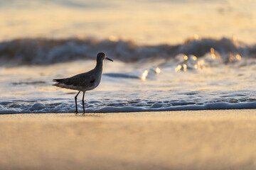 Piper on the beach 3