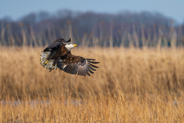Eagle taking flight.