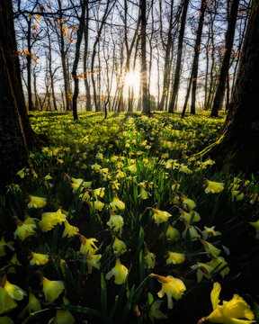 amanecer sobre campo con lirios