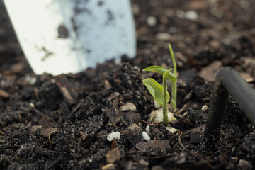seedling growing in soil