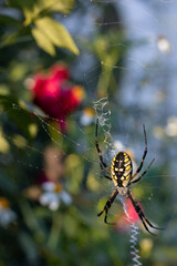 a garden spider in front of a rose bush
