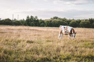Ukraine, cow, farm, animal