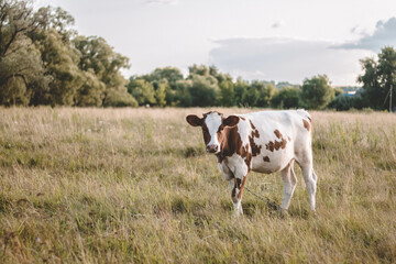 Ukraine, cow, farm, animal