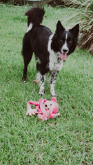 black and white border collie
