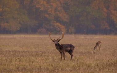 Wild deer(dama dama) in autumn magic morning, in the forests of Romania