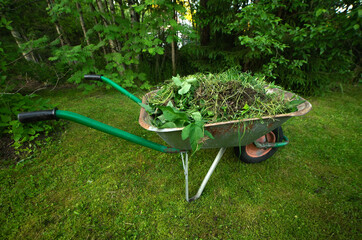 A metal cart with weeds in the garden. Cleaning of grass in the park. A clean-up day in nature.