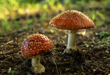 Two red mushroom fly agaric in the forest. Poisonous mushrooms. Mushroom poisoning. Toadstool mushrooms.