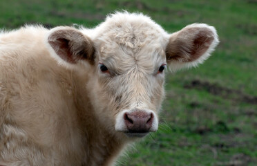 Close up of Calf in a Field