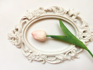 Tulip  flower on  white frame