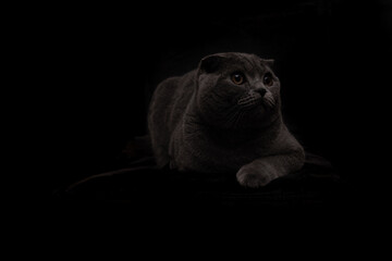 gray Scottish fold cat on black background