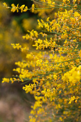 yellow spring flowers against a blurred background. Spring blooming tree