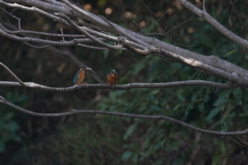 kingfisher on the branch