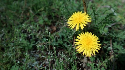 dandelions in the grass