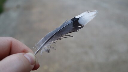 hand with a feather