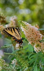 butterfly on a flower