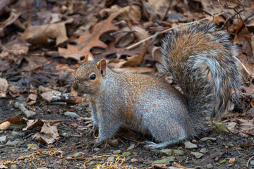 Grey squirrel on the ground just after the snow melted on this warm winter day.  May be looking for nuts he stashed during the fall.  Upstate NY.