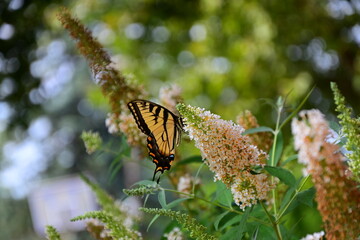 butterfly on a flower