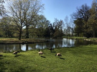 Nilgänse auf einer Wiese am see