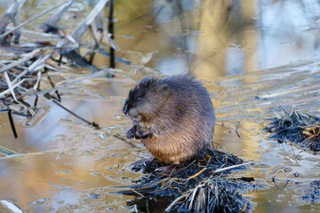 A standing wild beaver on wetland in winter © weiguo1