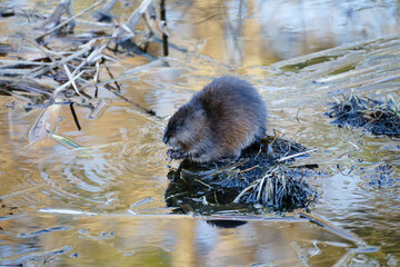 A wild beaver eating water grass on wetland in winter