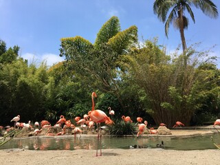 pink flamingos in the zoo at beach colorful and tropical