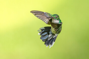 hummingbird  