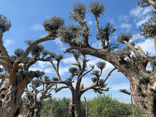 Old bizarre olive trees in moshav Zimrat