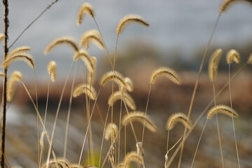 yellow tender foxtails on out of focus background, feel the softness, foxtails taken in winter