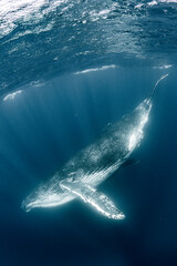 Humpback whale