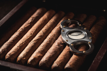 Rich smelling and handmade cigar lay in wooden humidor.