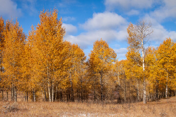 Autumn colours in Grand Teton National Park