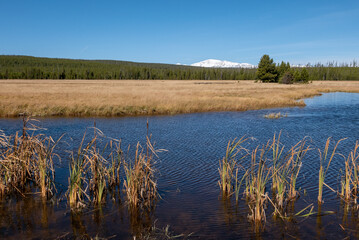 A wild pond in Yellowstone National Park
