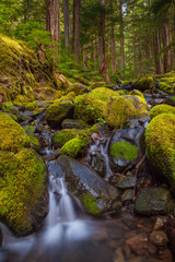 Fototapeta premium A small stream and waterfall in Olympic National Park, Washington