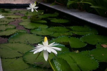 View of the white lotus on the pond, also known as Nymphaea lotus, the white Egyptian lotus, tiger lotus, or Egyptian white water-lily, is a flowering plant of the family Nymphaeaceae