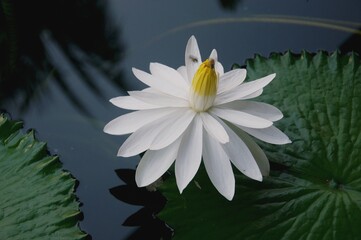View of the white lotus on the pond, also known as Nymphaea lotus, the white Egyptian lotus, tiger lotus, or Egyptian white water-lily, is a flowering plant of the family Nymphaeaceae - obrazy, fototapety, plakaty