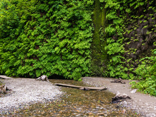 Green fern in the Redwoods, California, USA