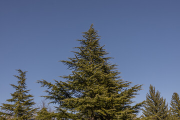 Pinheiro verde no céu azul.