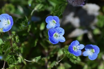 Veronica persica flowers.Plantaginaceae weeds. Small blue flowers bloom on the ground such as roadsides from February to May. 
