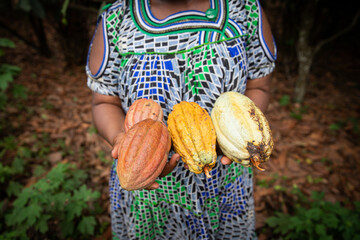 Close-up of cocoa pods of different colors held in the hand by a farmer