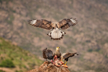 Caracara 