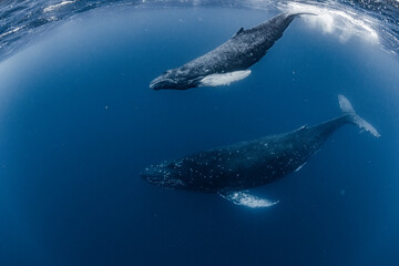 Mother and calf Humpback whale © divedog