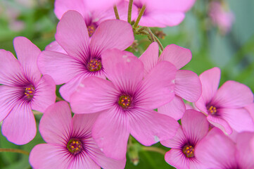 close up of pink flowers