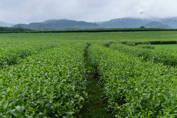 Fototapeta na wymiar Japanese green tea plantation field.