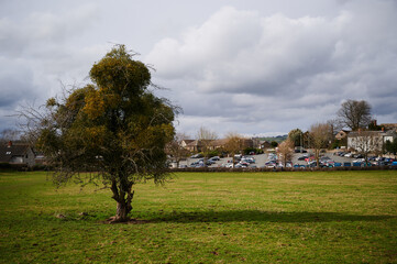 single tree with shadow over green grass on cloudy day with town in background