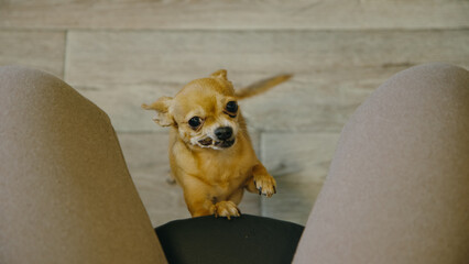 The cute pet funny lays its paws on the chair for the mistress. Toy terrier looks with sad deep eyes straight into your soul. Top view, indoor. Honey dog ask begging for food, looking at the camera.