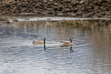 Two canadian geese on the water
