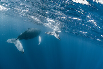 Mother and calf Humpback whale