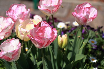 チューリップのクローズアップ