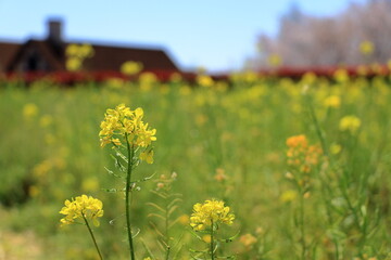 菜の花のクローズアップ
