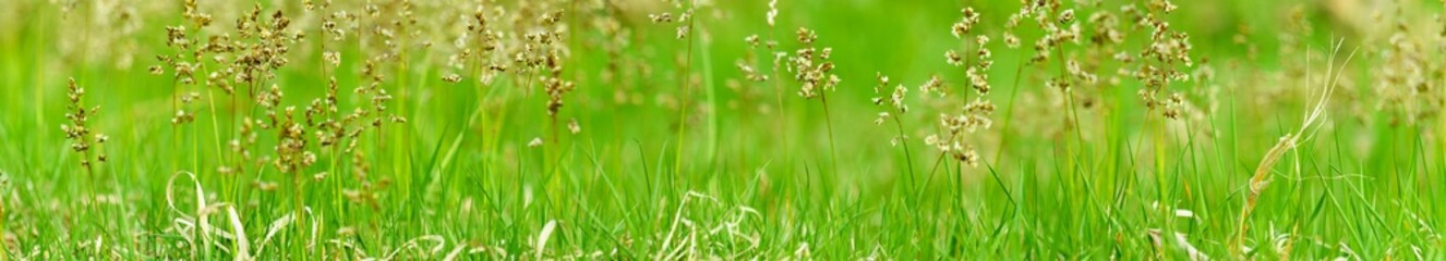 wild green grass on green color bokeh background	